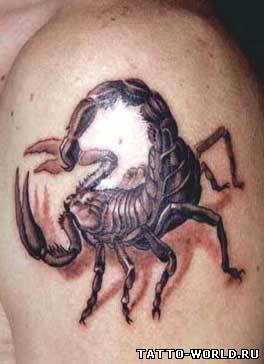 Tatto Scorpion,Tatto Scorpions,Scorpions Tatto,Scorpions ...